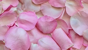 Energie update Witte Hond levenspad 12 - 26 april 2019: Leef met hart en ziel!